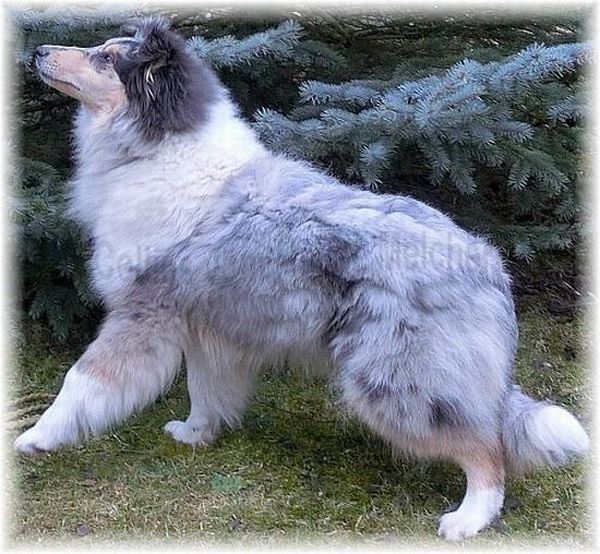 Collie long haired in Blue Merle