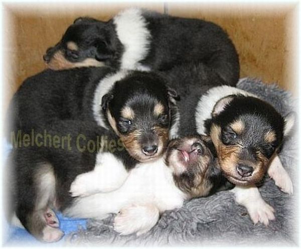 Collie Puppies from breeder in Germany