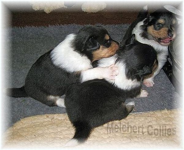 rough Collie Puppies