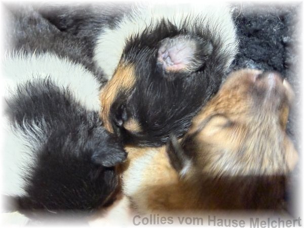 Colliewelpen hause Melchert