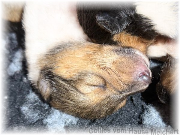 Colliewelpen hause Melchert
