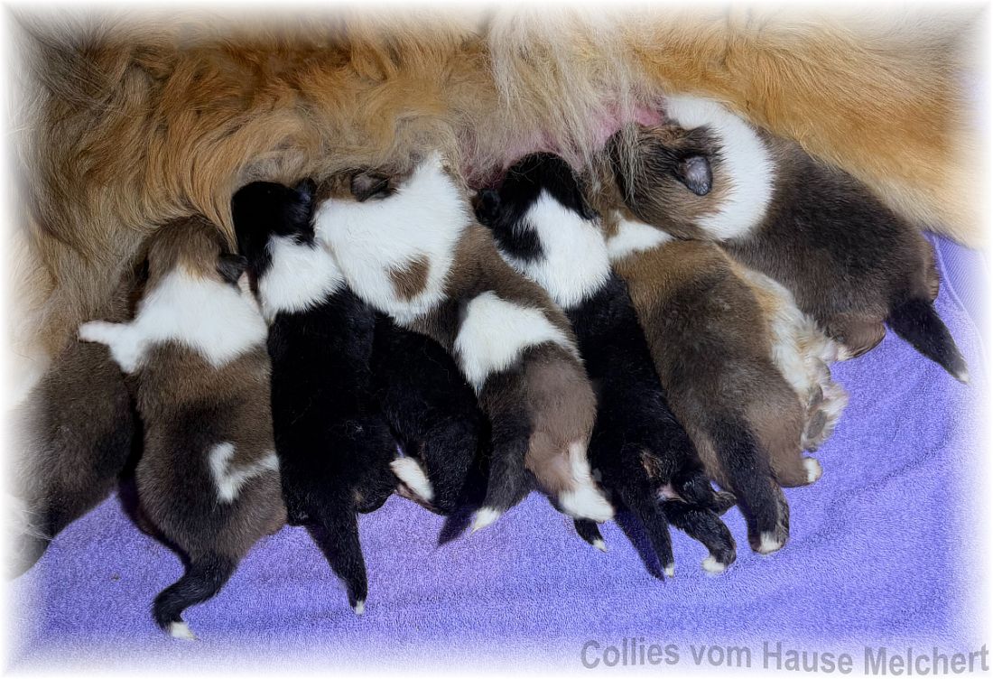 Melchert Collies