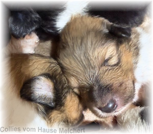 Colliewelpen hause Melchert