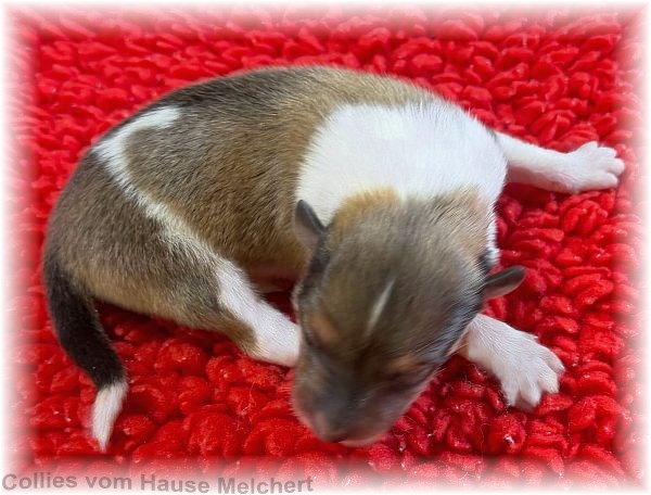 Collie Welpen vom Hause Melchert