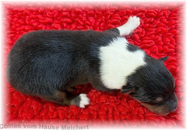 Collie Welpen vom Hause Melchert