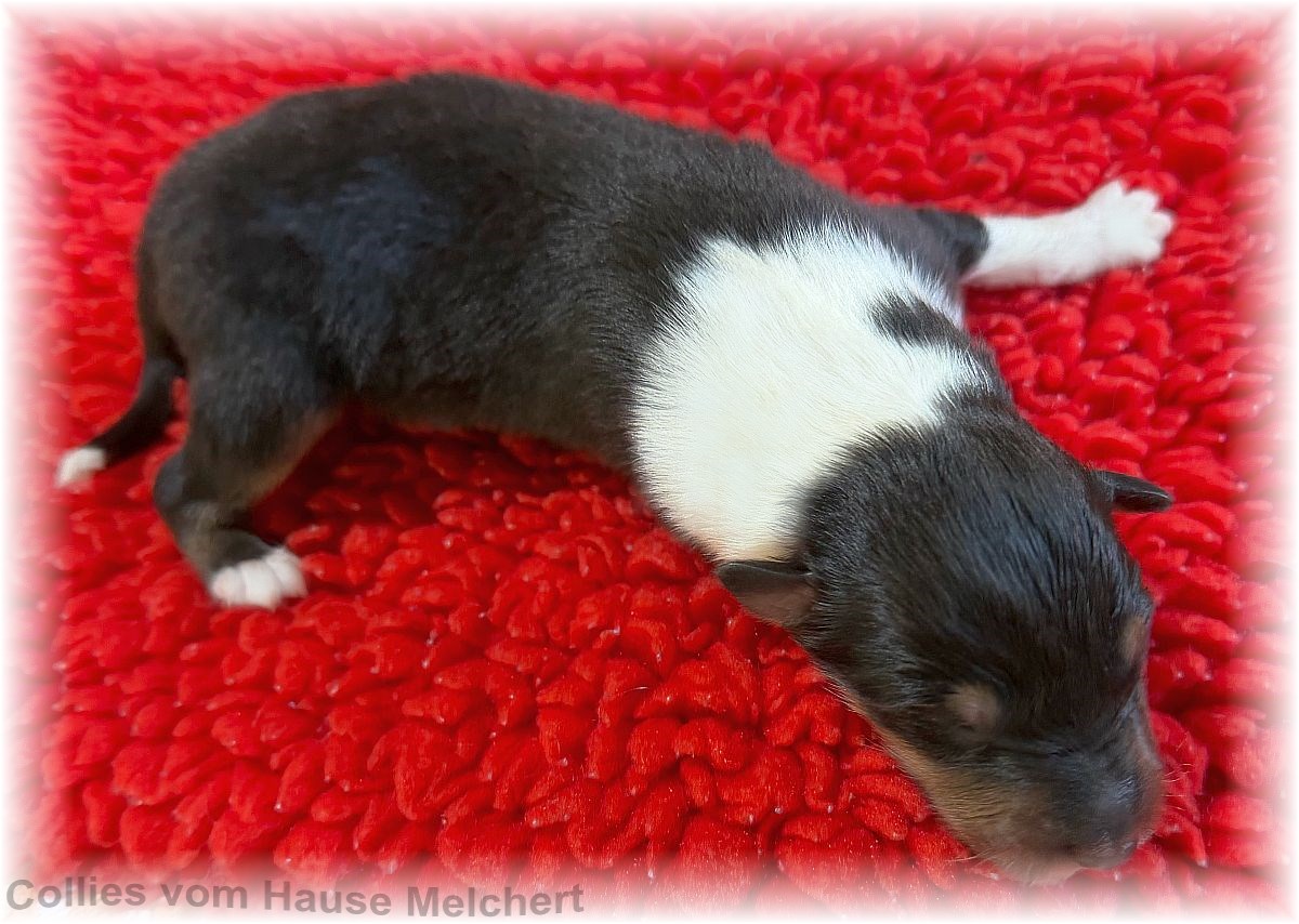 Collie Welpen vom Hause Melchert