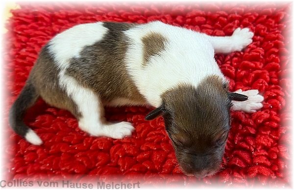 Collie Welpen vom Hause Melchert