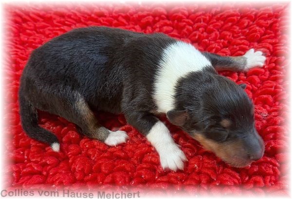 Collie Welpen vom Hause Melchert
