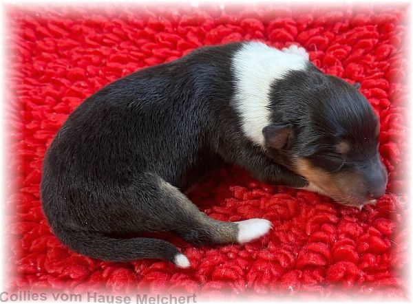 Collie Welpen vom Hause Melchert