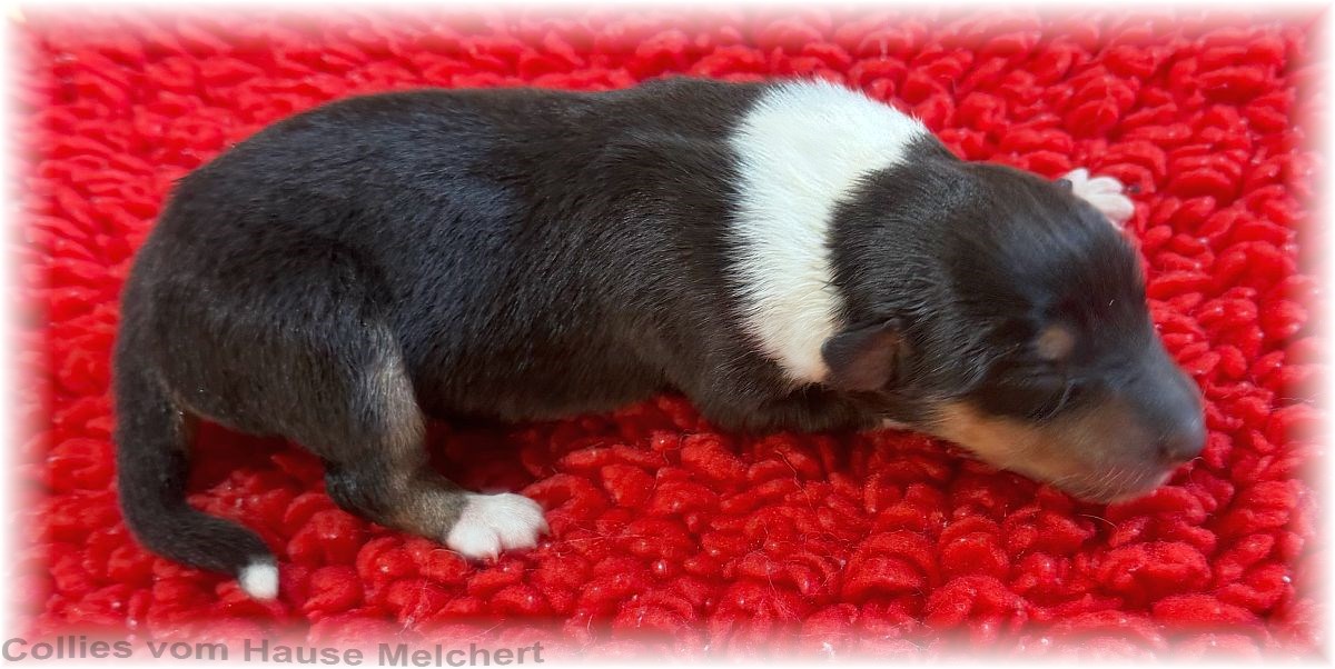 Collie Welpen vom Hause Melchert