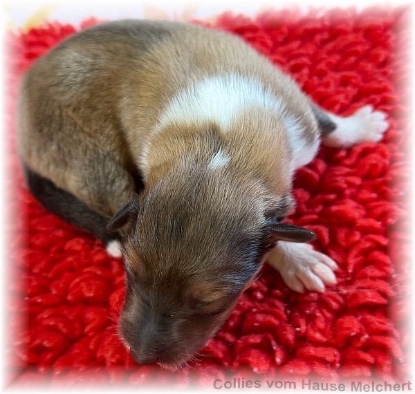 Collie Welpen vom Hause Melchert