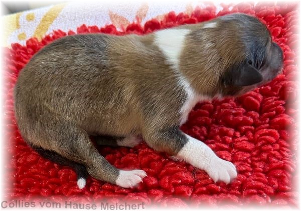 Collie Welpen vom Hause Melchert