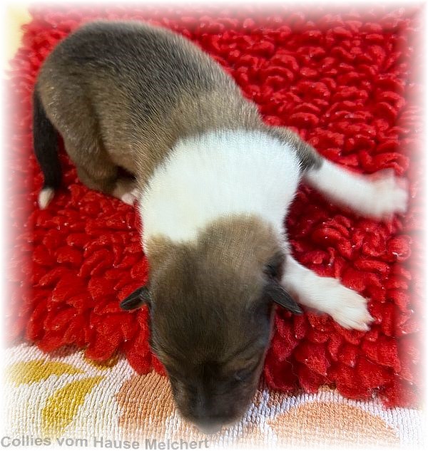 Collie Welpen vom Hause Melchert
