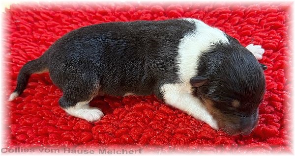 Collie Welpen vom Hause Melchert