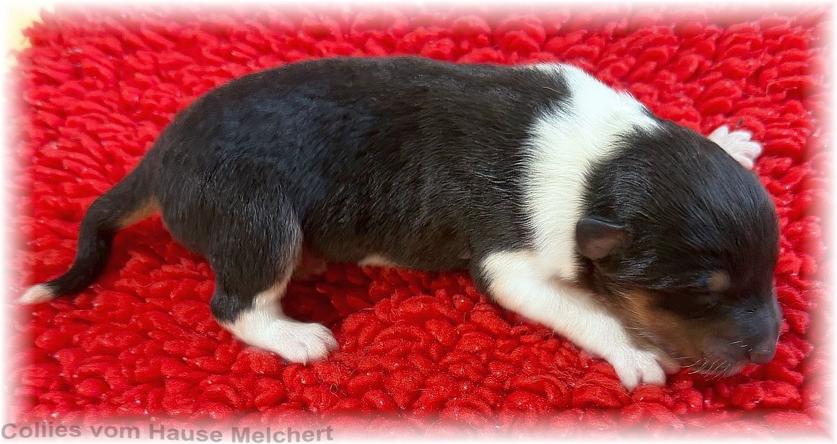 Collie Welpen vom Hause Melchert