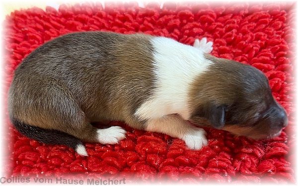 Collie Welpen vom Hause Melchert