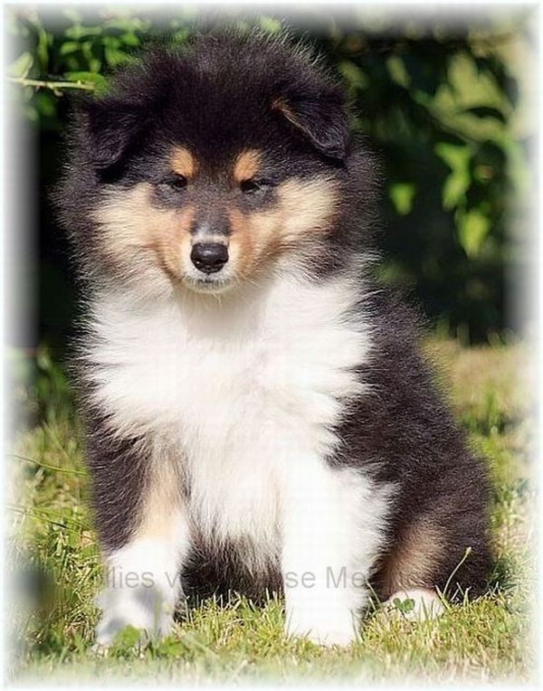 Collie tricolor Welpe