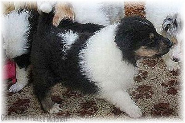 Tricolour Colliewelpe