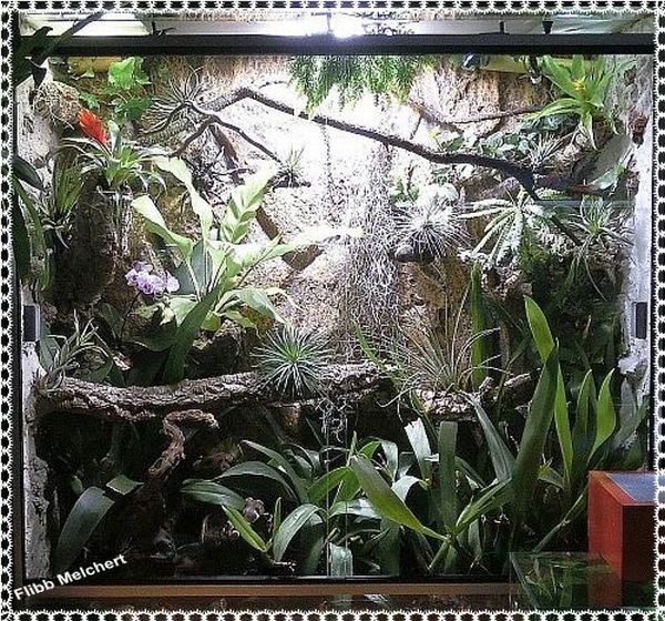 Geckoterrarium
