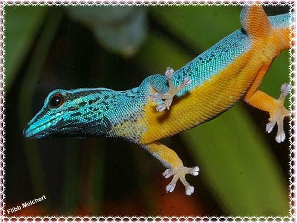 blauer Gecko