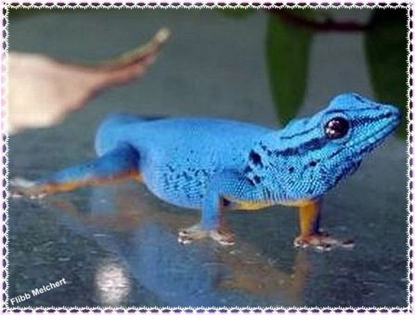 Himmelblauer Zwergtaggecko männlich