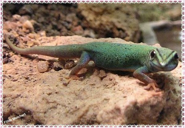 Blauer Gecko weiblich