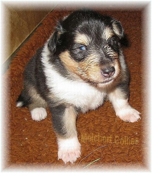 Collie Puppy