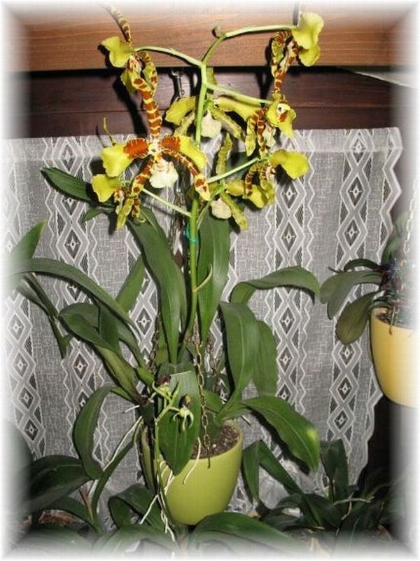 Orchidee 5