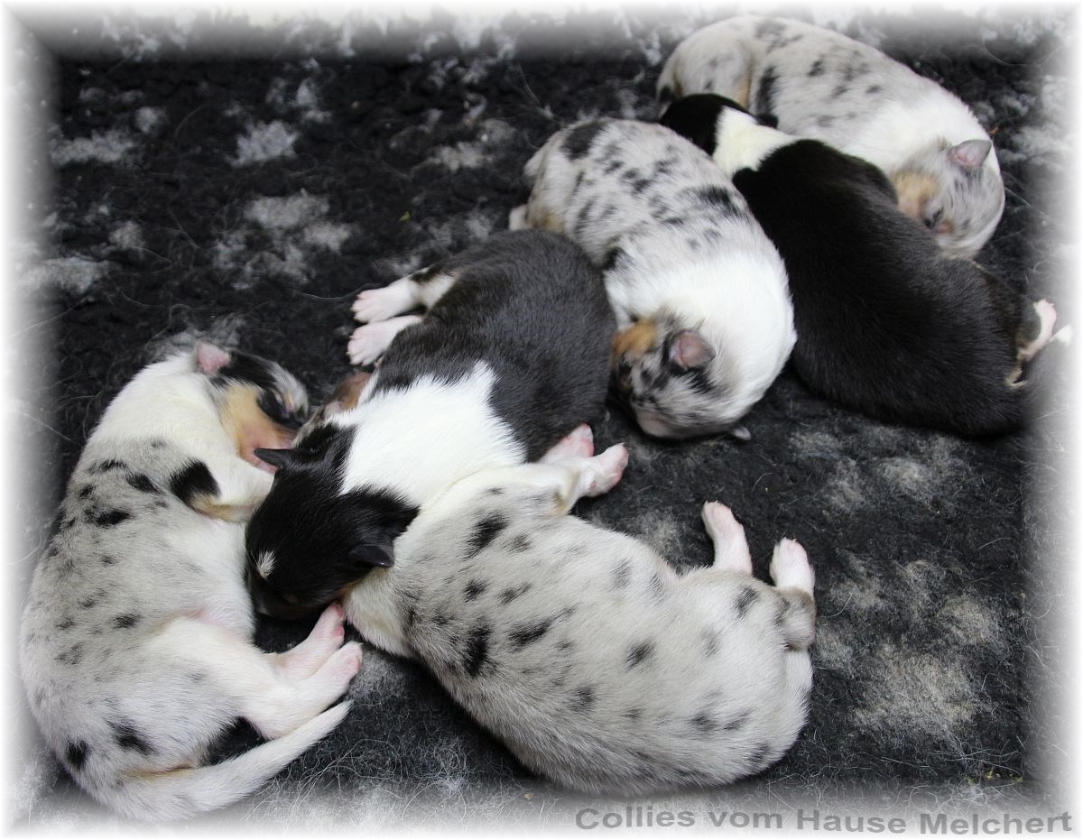 Amerikanische Collies
