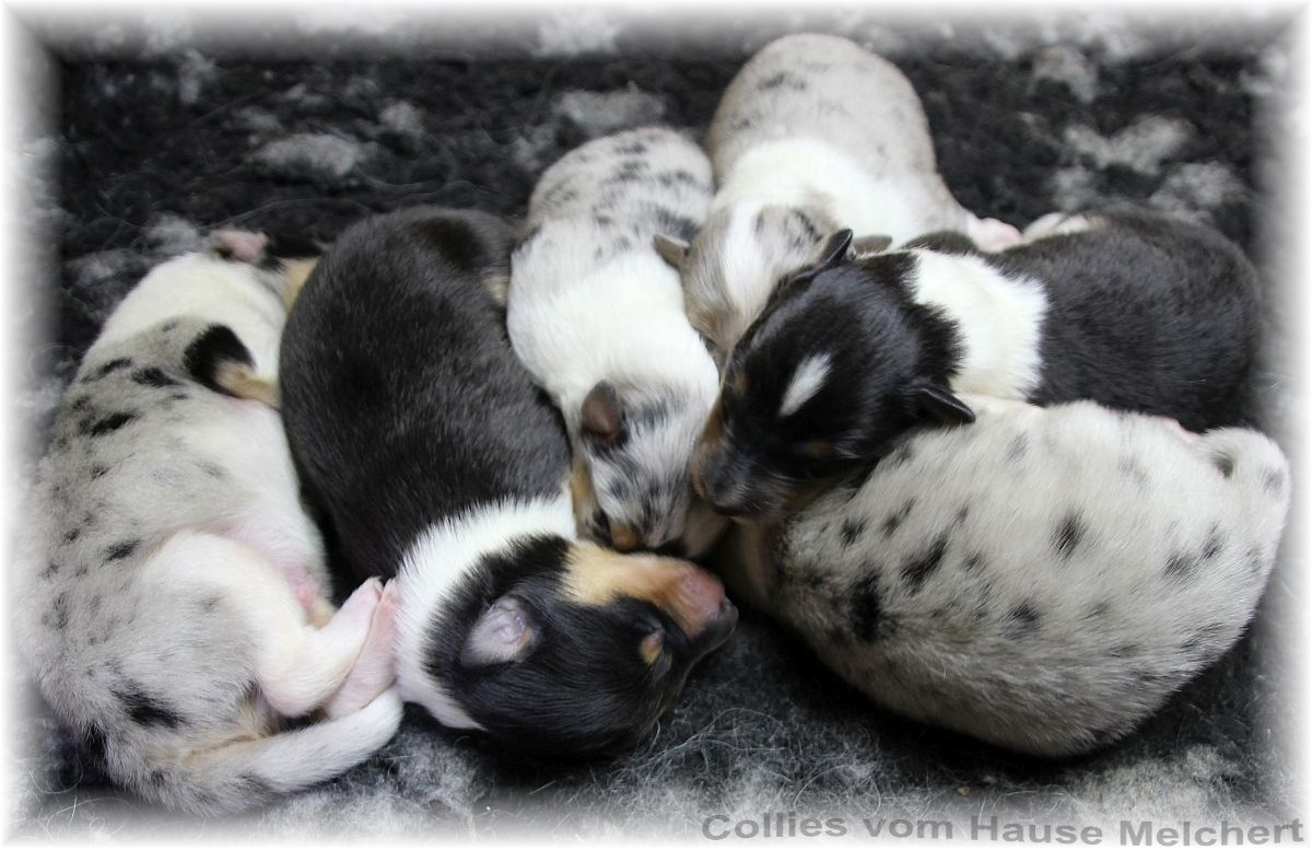Amerikanische Collie Welpen