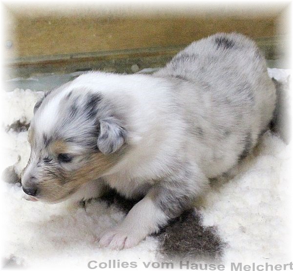 Collie Welpen vom Hause Melchert