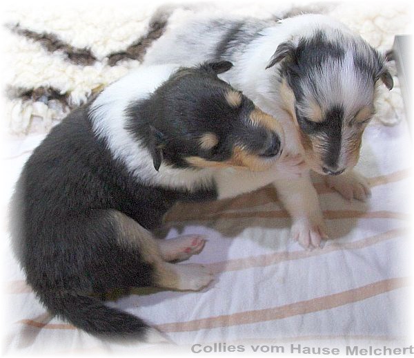 Collie Welpen vom Hause Melchert