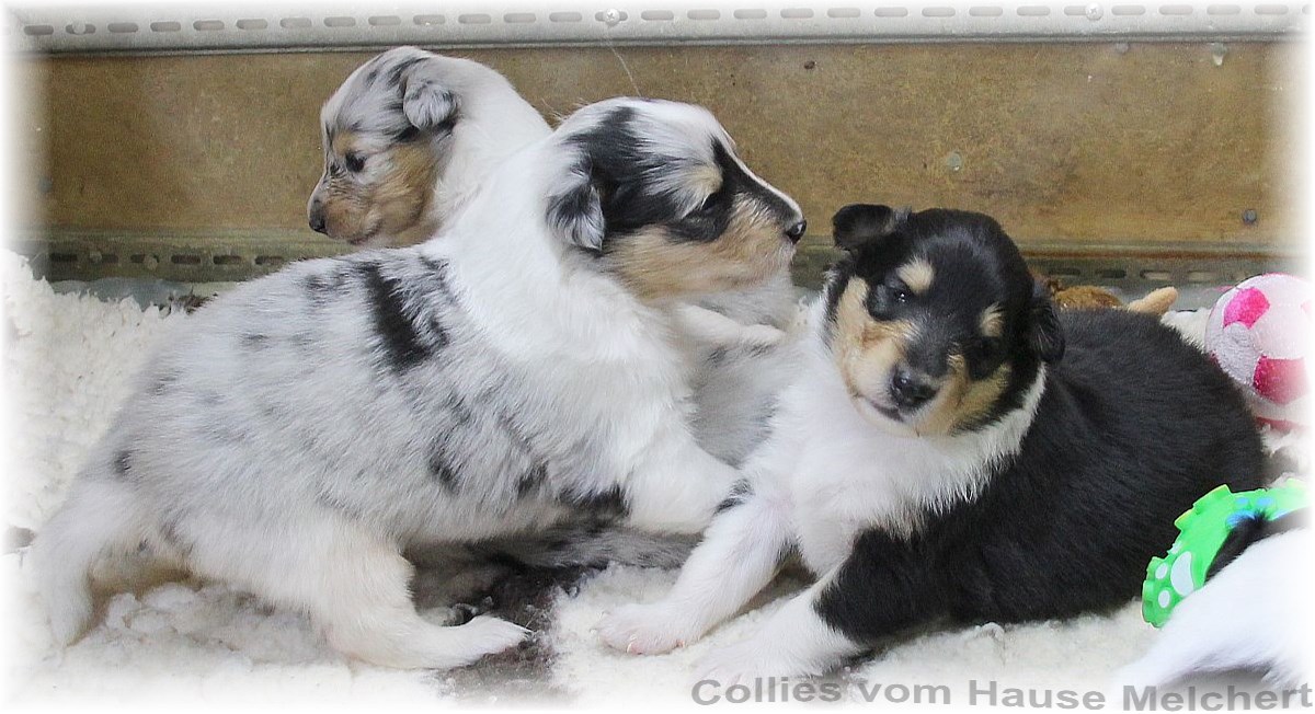 Collie Welpen vom Hause Melchert