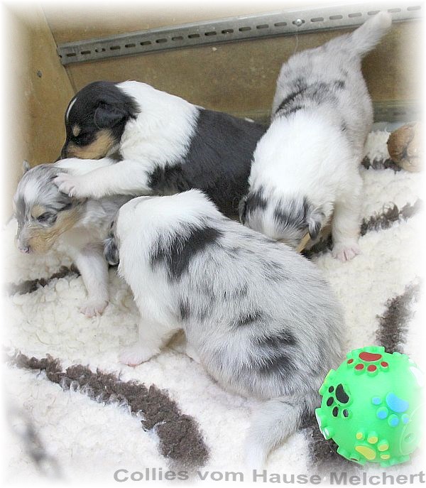Collie Welpen vom Hause Melchert