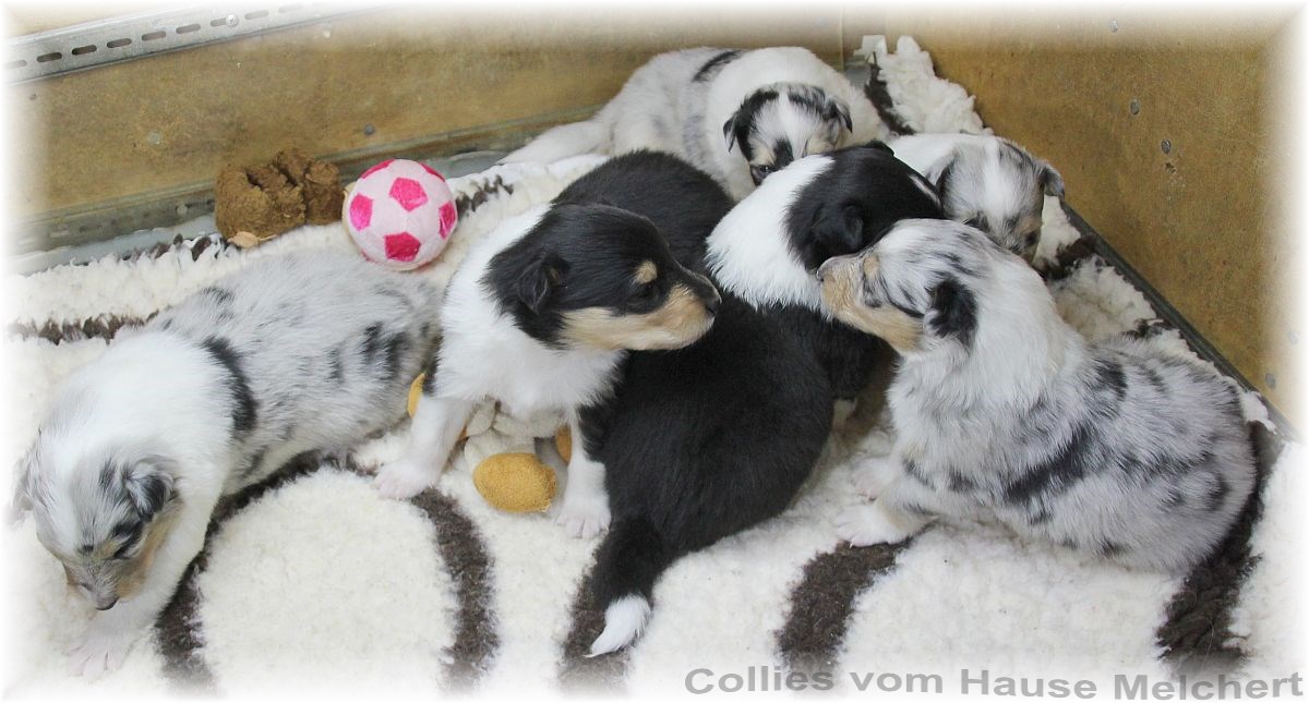 Collie Welpen vom Hause Melchert