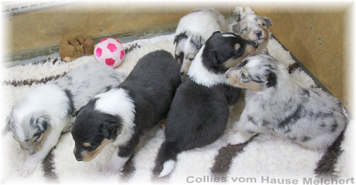 Collie Welpen vom Hause Melchert