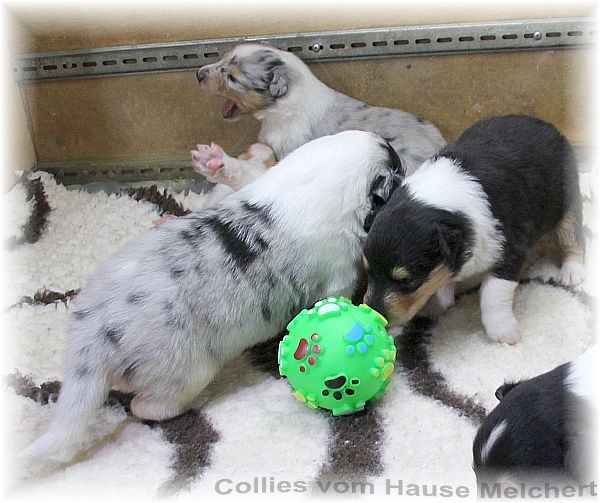 Collie Welpen vom Hause Melchert