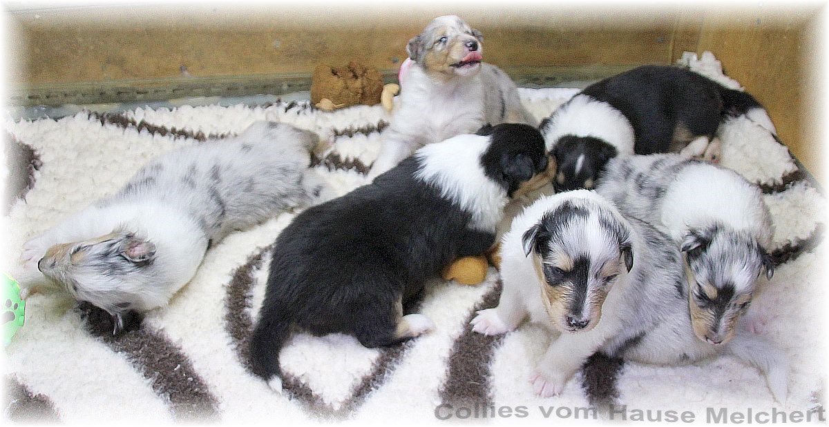 Collie Welpen vom Hause Melchert