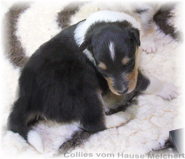 Collie Welpen vom Hause Melchert