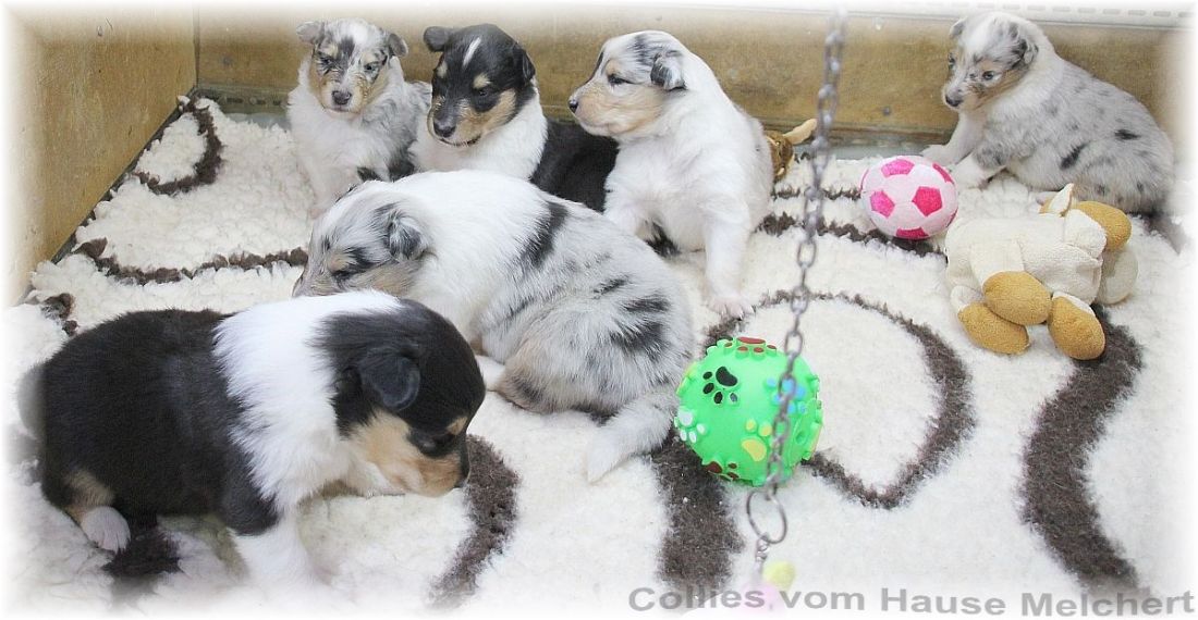 Collie Welpen vom Hause Melchert