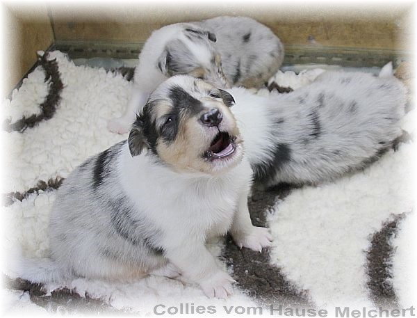 Collie Welpen vom Hause Melchert