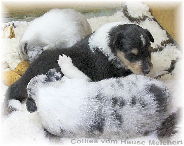 Collie Welpen vom Hause Melchert