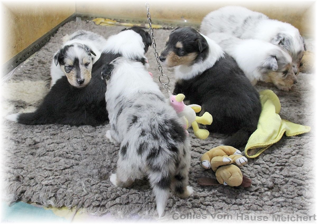 Collie Welpen vom Hause Melchert