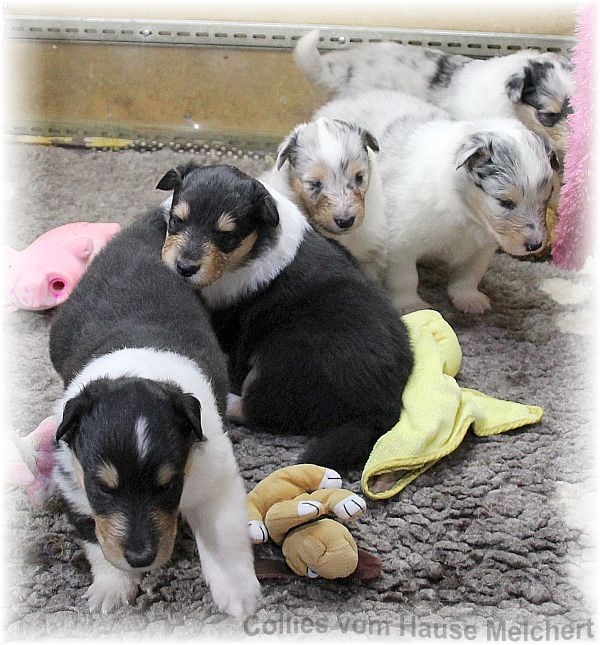 Collie Welpen vom Hause Melchert