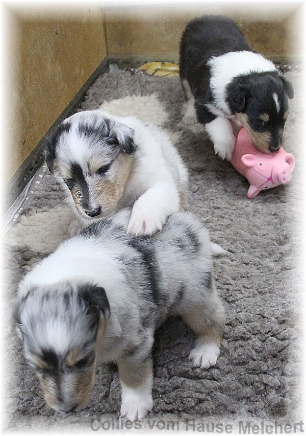 Collie Welpen vom Hause Melchert
