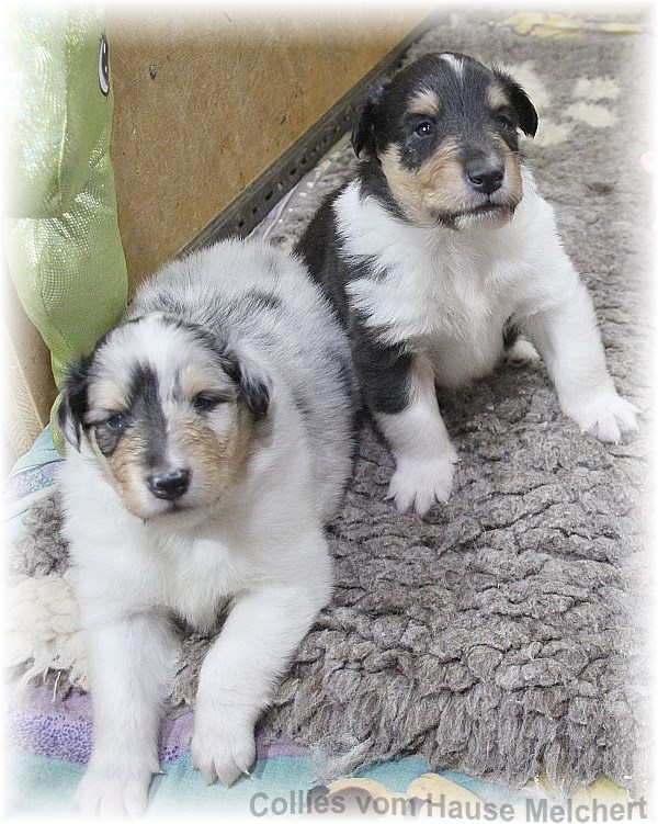 Collie Welpen vom Hause Melchert