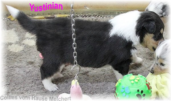 Amerikanische Collie Welpen