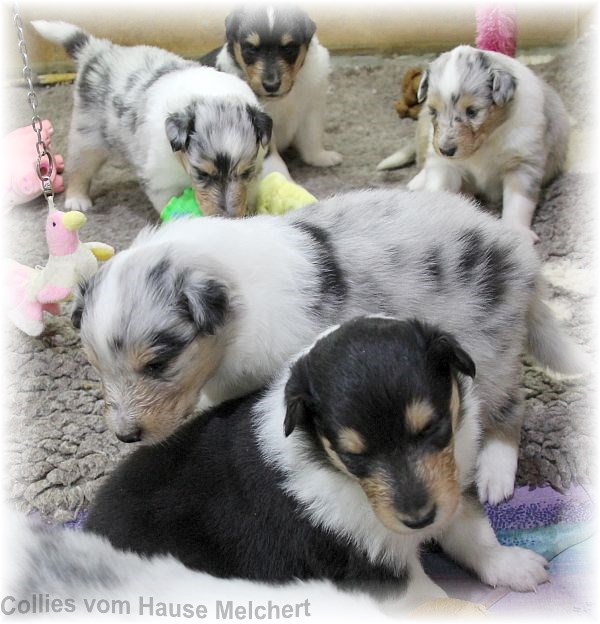 Collie Welpen vom Hause Melchert