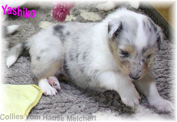 Amerikanische Collie Welpen