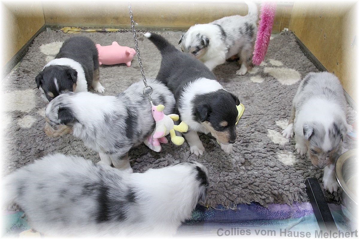 Collie Welpen